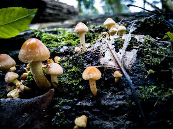 Close-up of mushrooms growing on land