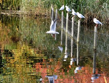 Birds flying over lake
