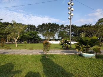 Trees on field against sky