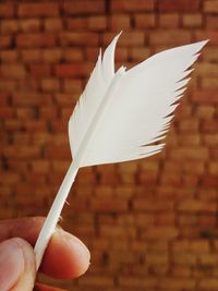 Close-up of hand holding feather