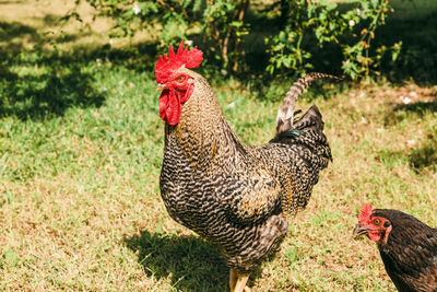 View of a rooster on land