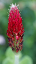 Close-up of purple flowering plant