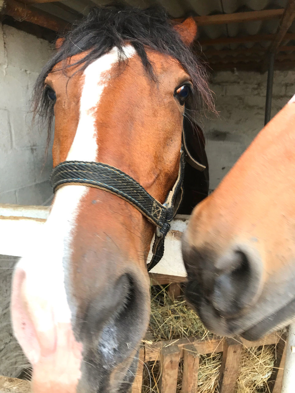 animal, animal themes, horse, domestic animals, mammal, livestock, pet, one animal, animal wildlife, halter, mane, animal body part, animal head, working animal, herbivorous, bridle, mare, brown, day, close-up, stallion, nature, outdoors, no people, farm, rein, horse tack