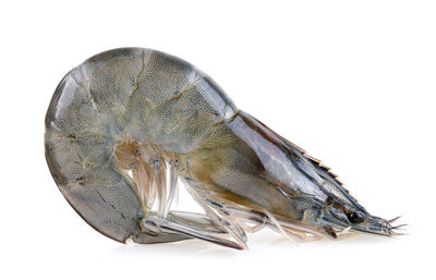 Close-up of fish on white background