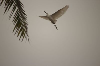 Low angle view of bird flying against clear sky