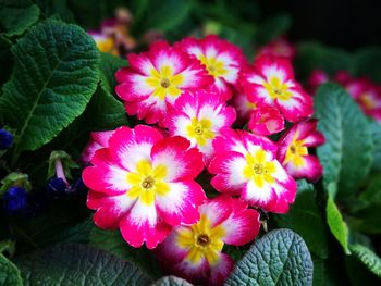 Close-up of pink flowers blooming outdoors