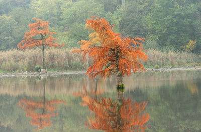 Autumn tree by lake in forest