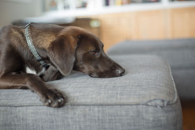 Close-up of dog relaxing on sofa at home