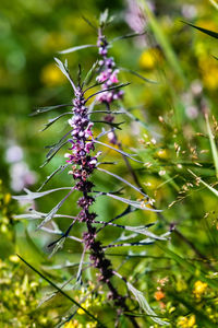 Close-up of flowers