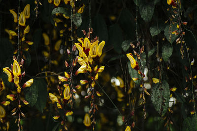 Close-up of yellow flowering plants