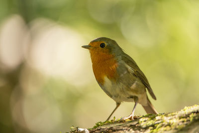 Close-up of bird perching on branch