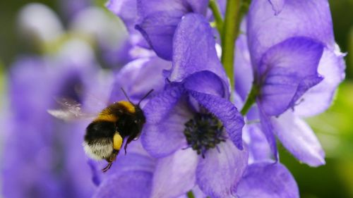 Close-up of bee pollinating flower