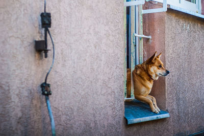 Dog on wall