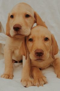 Close-up portrait of puppy sitting