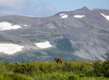 Brown bear in lush greenery with amazing mountain range in the background.