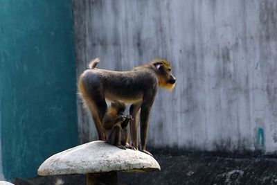 Monkey on wall