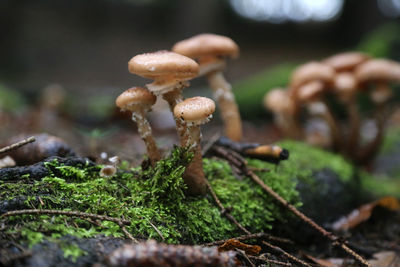 Close-up of mushroom growing on field