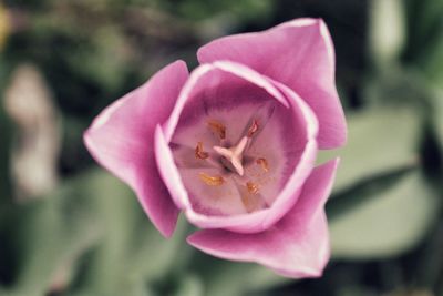 Close-up of pink orchid blooming outdoors