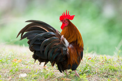 Close-up of rooster on land