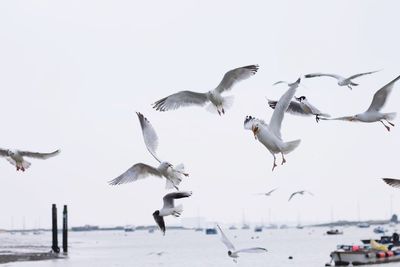 Seagulls flying over sea against clear sky