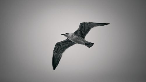 Low angle view of birds in flight