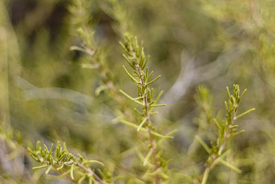 Close-up of plants growing on field