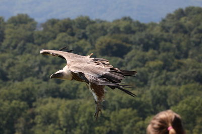 Vulture flying in mid-air
