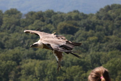 Close-up of bird in forest