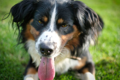 Close-up portrait of dog on field