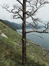 Tree by lake against sky