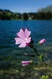 Close-up of pink flowering plant