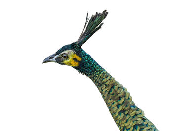 Close-up of a bird against white background