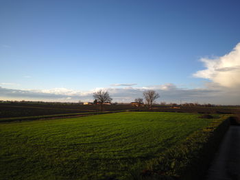 Scenic view of agricultural field against sky