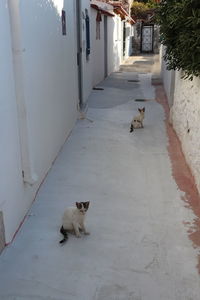 Cat in a building