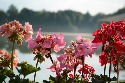 Close-up of pink flowers