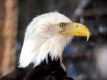 Close-up of eagle