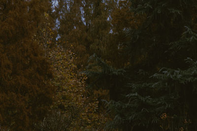 Trees and plants in forest