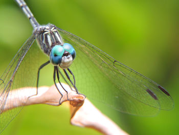 Close-up of dragonfly on twig