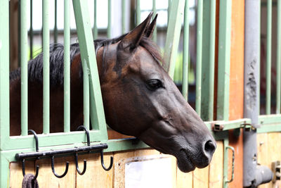 Close-up of horse in stable