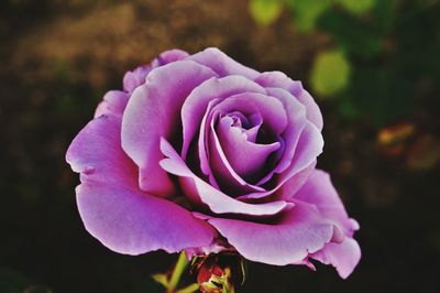 Close-up of pink rose blooming outdoors