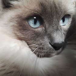 Close-up portrait of cat