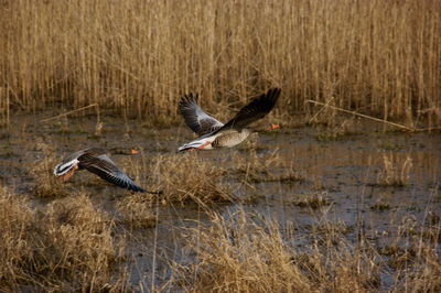 Goose flying over lake