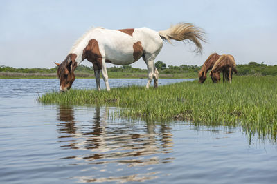 Wild ponies on maryland coast line from kayak
