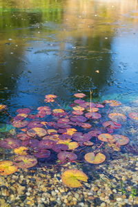 Autumn leaves floating on water