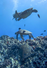 Fish swimming in sea