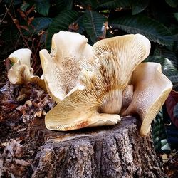 Close-up of mushrooms