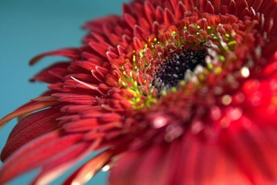 Close-up of red flower