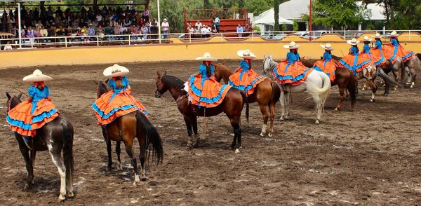 Rear view of horses in stable