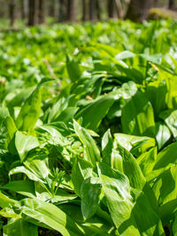 Fresh leaves of herb wild bears garlic and grasses growing in forest. plant wild garlic, detail