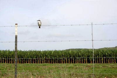 Bird perching on power line against sky